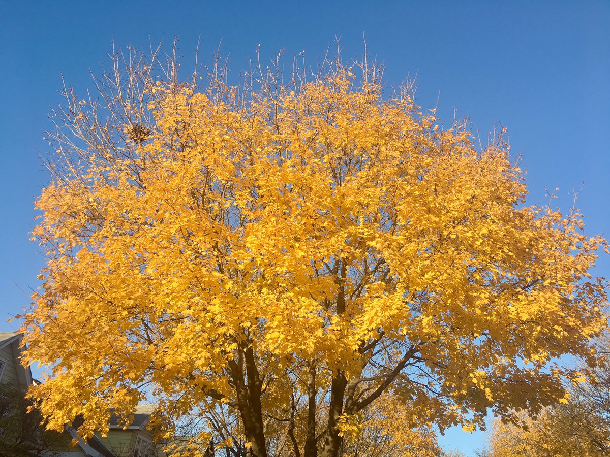 Mrosier79's tweet image. Celebrating a personal milestone with the glory of MN Fall #OnlyinMN #fallcolors #celebratethesmallstuff #stopandenjoy