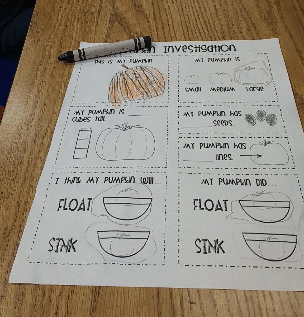 BritatheMs's tweet image. So much fun working with pumpkins today ... Science Rocks! #theCLESway #teacherlife #Kindergarten #getyourhandsdirty #deaf #ci #weusesign #thelittleoneslovedit #handson #getkidsinvolved #pumpkin #countingpumpkinseeds #pumpkinseeds #smiles #giggles #science #sciencerocks