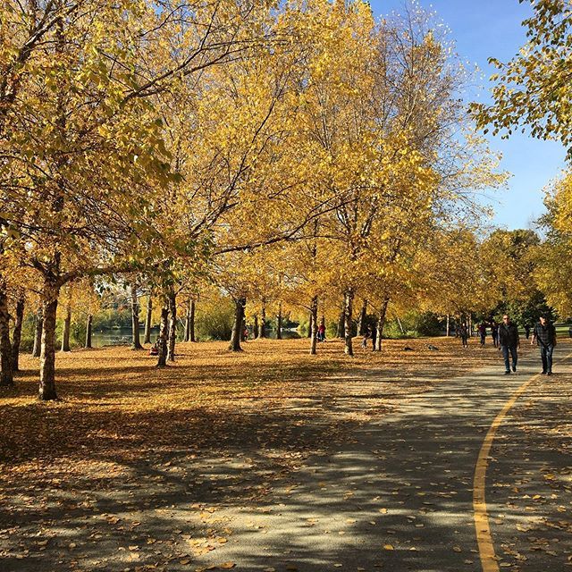 wegetoutoftown's tweet photo. Beautiful fall in Seattle. #sweaterweather #seattle #greenlake #ilovefall https://t.co/Zzm39iieQr https://t.co/42X71xoWLz