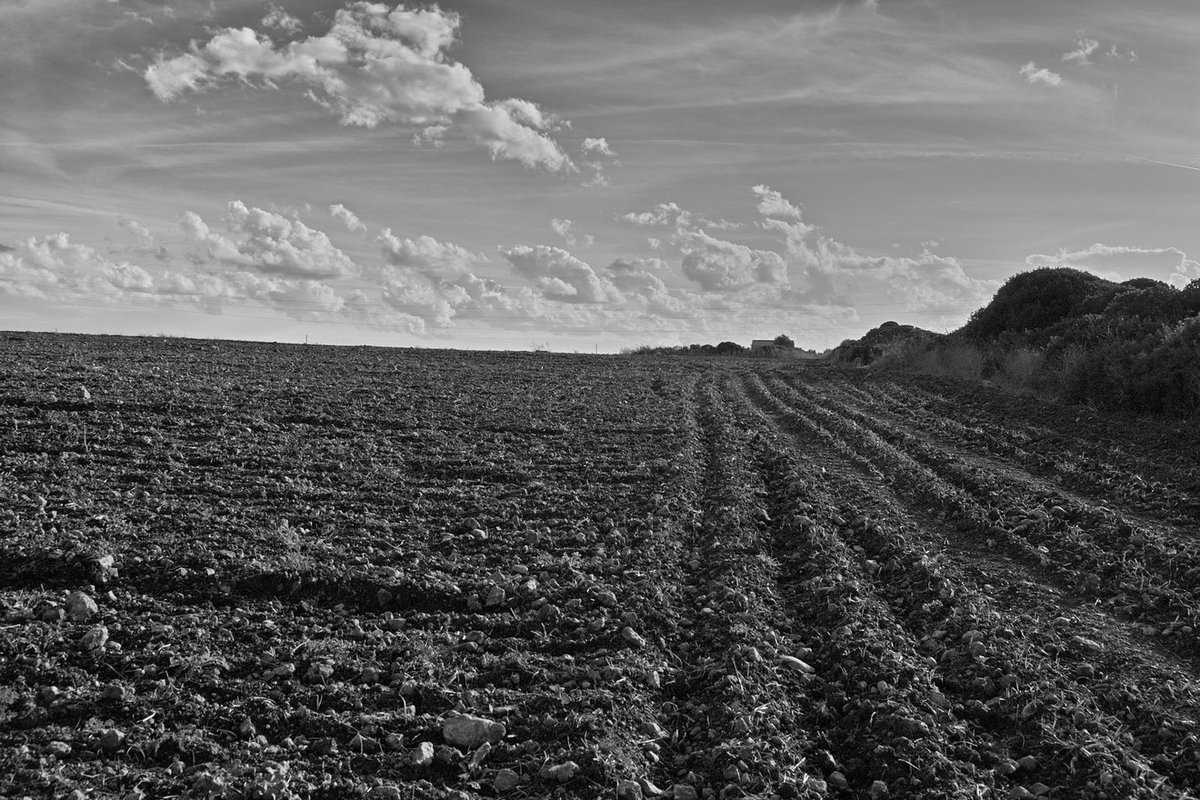 gavinobazzoni's tweet photo. Solchi ancestrali

[ From my work Imago Nurra ]

#monocromatico #zolle #campo #blackandwhitephotography 
#blackandwhite #greyscale 
#monochrome #biancoenero
#photography #fotografia
#sardinia #landscape #rural
#imagonurra #nurra #agricoltura
#agriculture #solchi #campoarato https://t.co/7d8hrUJwfw
