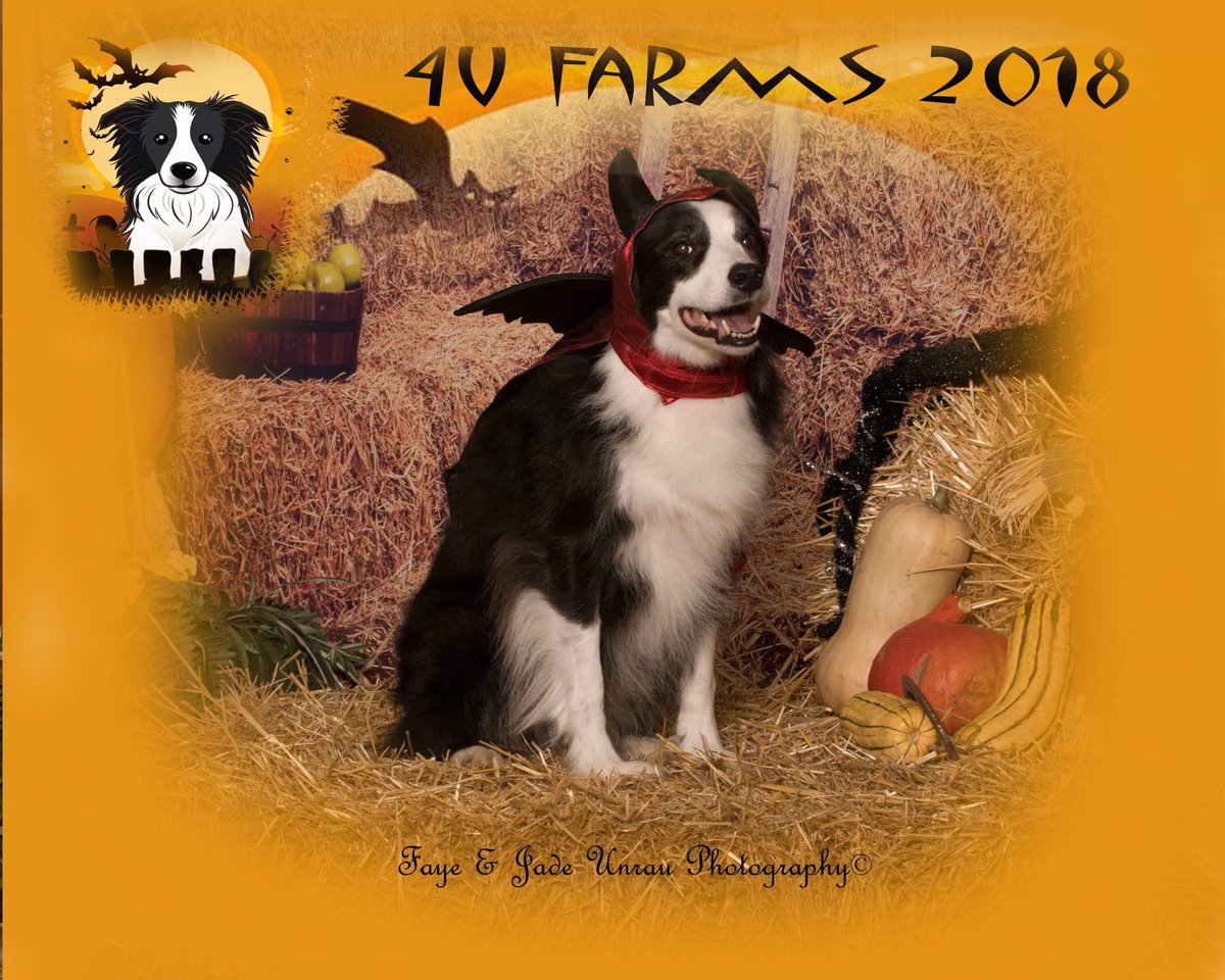 Whispaddy's tweet image. Scary Halloween to everyone from Ms Devil Katie!