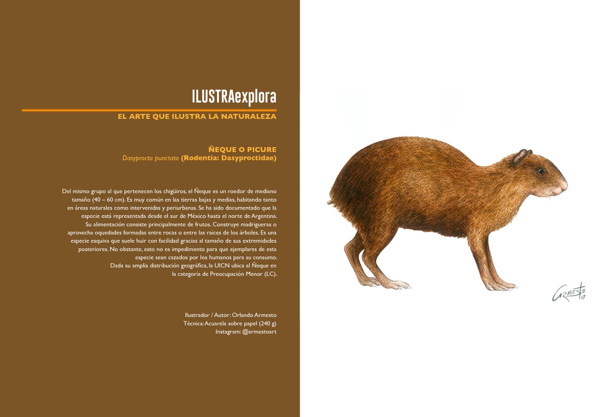 Explora_ABD's tweet photo. #ILUSTRAexplora Cuando hablamos de ilustración científica, nos referimos a un tipo de dibujo de forma muy detallada de gran rigor descriptivo, con el objetivo de reafirmar de forma exhaustiva y visualmente los textos de investigadores de las diferentes disciplinas de las ciencias https://t.co/eybNnxghpi