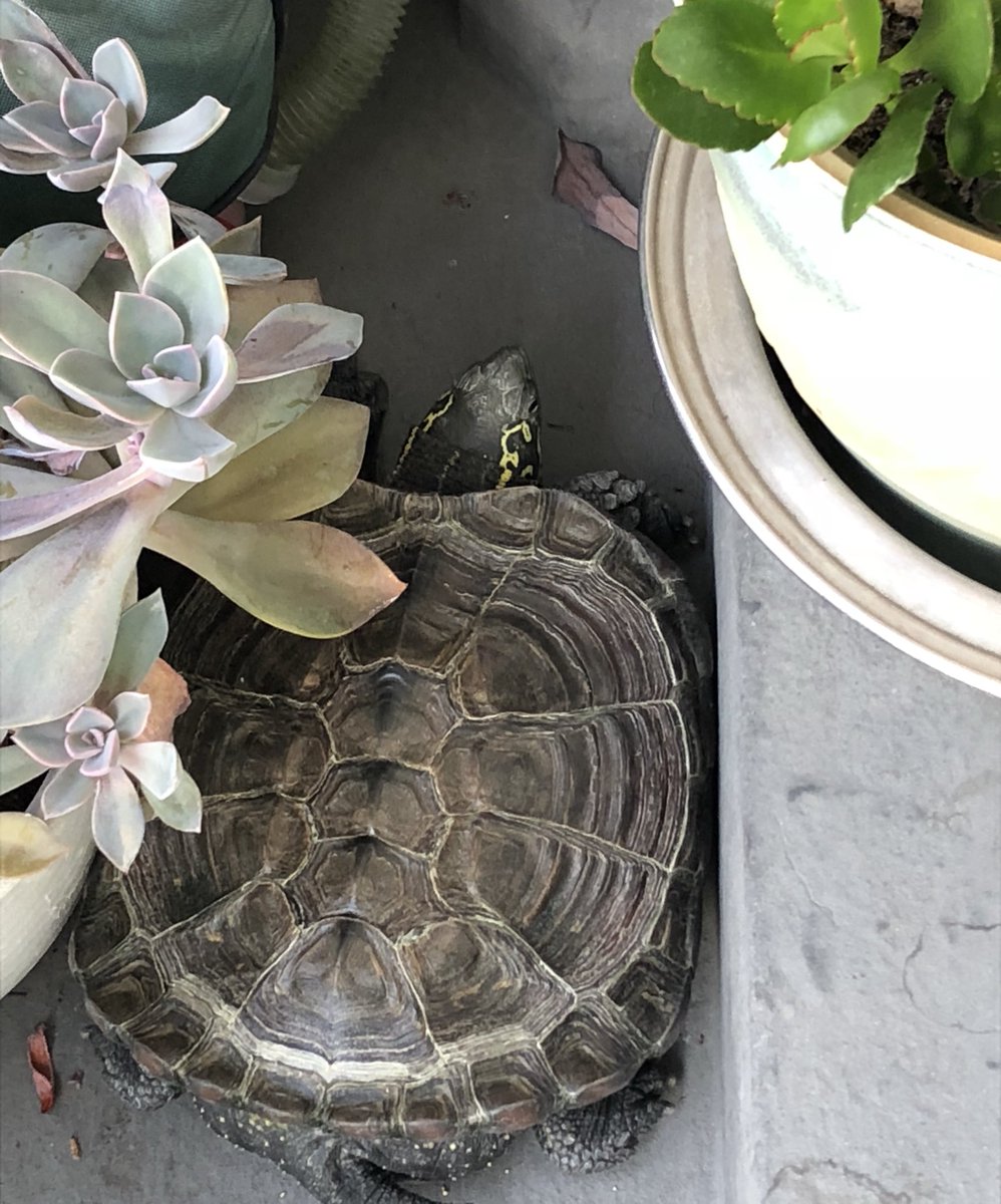 飼い亀 飼い亀