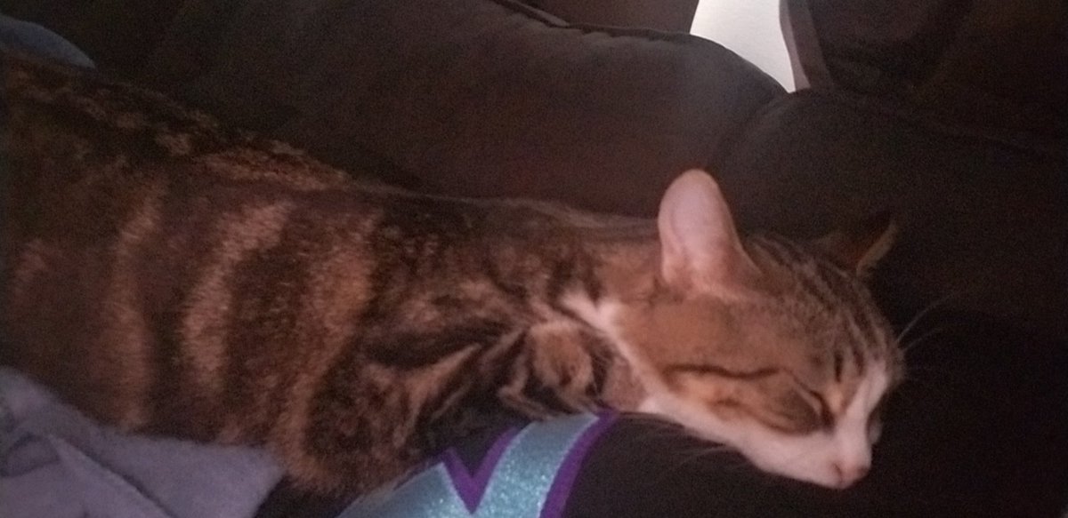 Bad_luckblondie's tweet photo. Cats make bad days better. You can't convince me otherwise. I got a fuzzy paw touching my face and kitty purrs #CatSolutions https://t.co/GlV0OILP7W