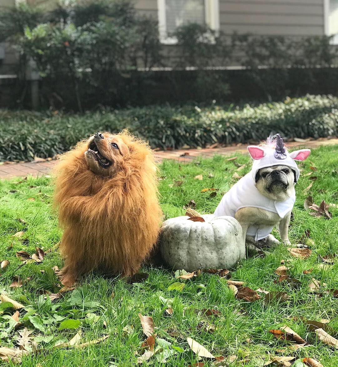 LadyPuggington's tweet photo. The day is finally here! #HappyHalloween2018! Maybe you’ll run into a mystical Unipug and her fierce lion boyfriend while #TrickOrTreating?! 🦄🦁 https://t.co/z9m7wbINdC #pugchatpugchat https://t.co/pEjMwhNjEU