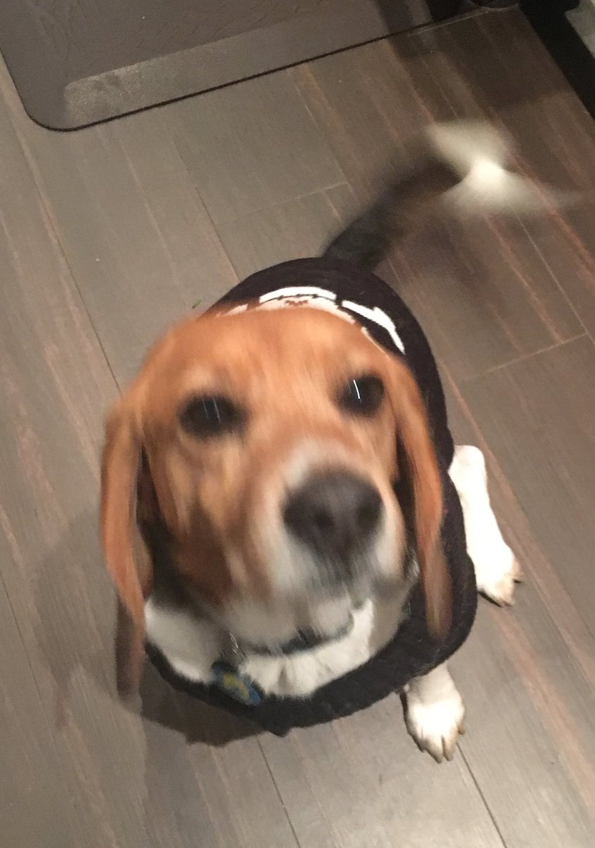 MillietheWB's tweet photo. Yappy Howlween Pals. Us Boogles wish you all a lots of excess treats🍬 #howlween #boogles #freagles https://t.co/glaLPMUuGB