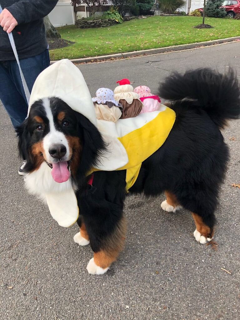 This is Mozart. The store only had small sizes left, but nothing was going to stop him from being a banana split this #Halloween. 13/10 would scoop and boop