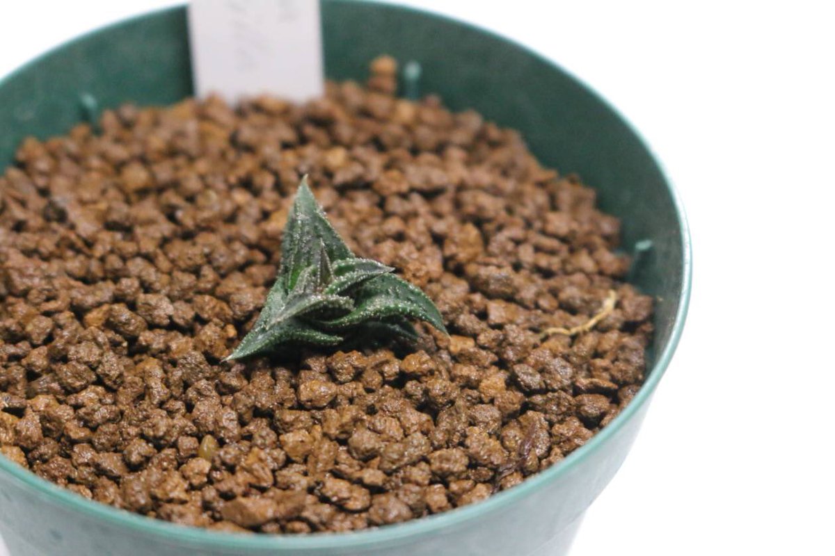 東京農業大学植物愛好会 収穫祭 販売植物11 ハオルシア ニグラ Haworthia Nigra Var Pusilla ニグラ は 黒い を意味しその名の通り味わい深い暗緑色の体が特徴です ハオルチアの中では小型な種類です