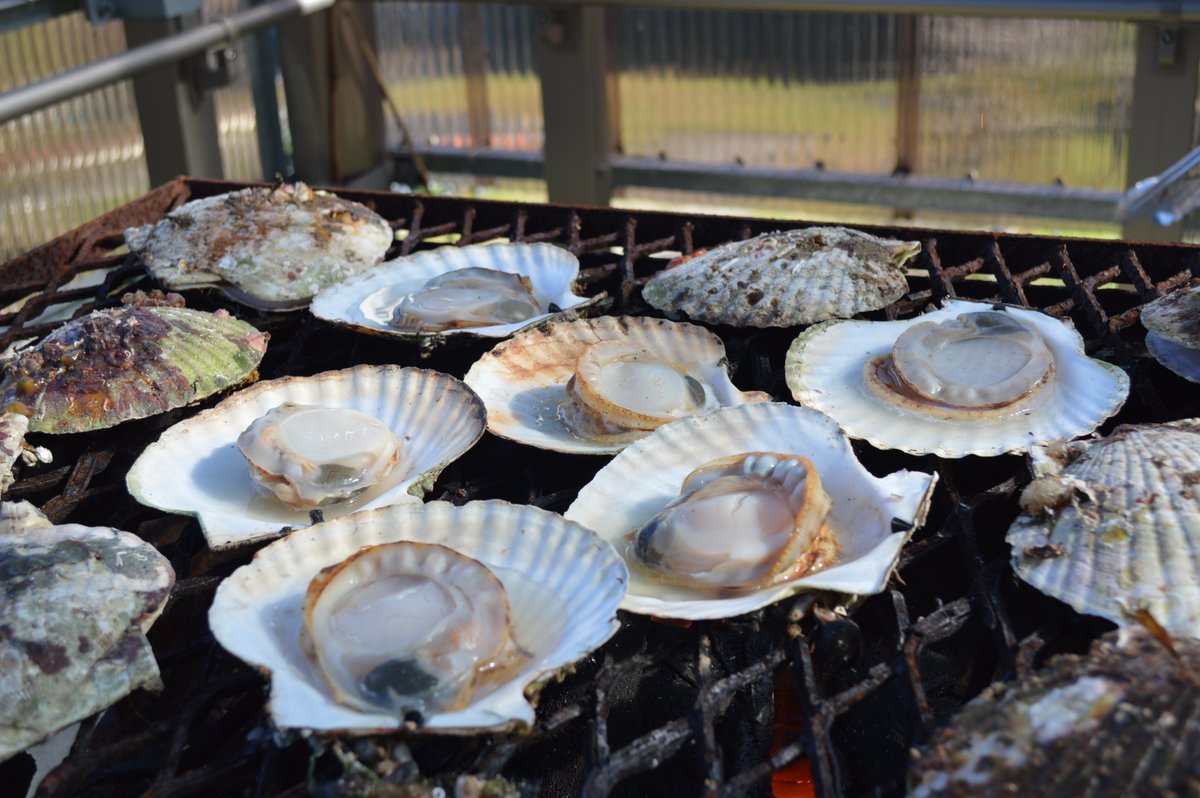 恋し 浜 ホタテ
