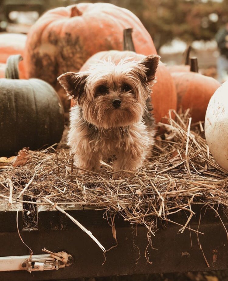 Happy Halloween from little Kevin! #Halloween