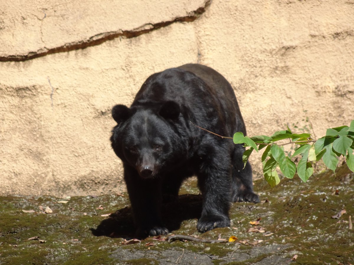 多摩動物公園 公式 V Twitter 今日は とてもいい天気です ニホンツキノワグマのソウは放飼場に落ちている自然の恵みドングリを探していました 南