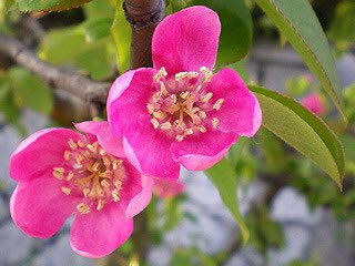 もも おはようございます 11 1誕生花 カリン 花言葉 可能性がある 別名カラナシ バラ科で花 は春 秋の果実も喉の炎症に効果があると有名です 金は貸すが借りんの縁起を担ぎ 庭の表にカリンを植え裏にカシノキを植えると商売繁盛に良いとか カリン