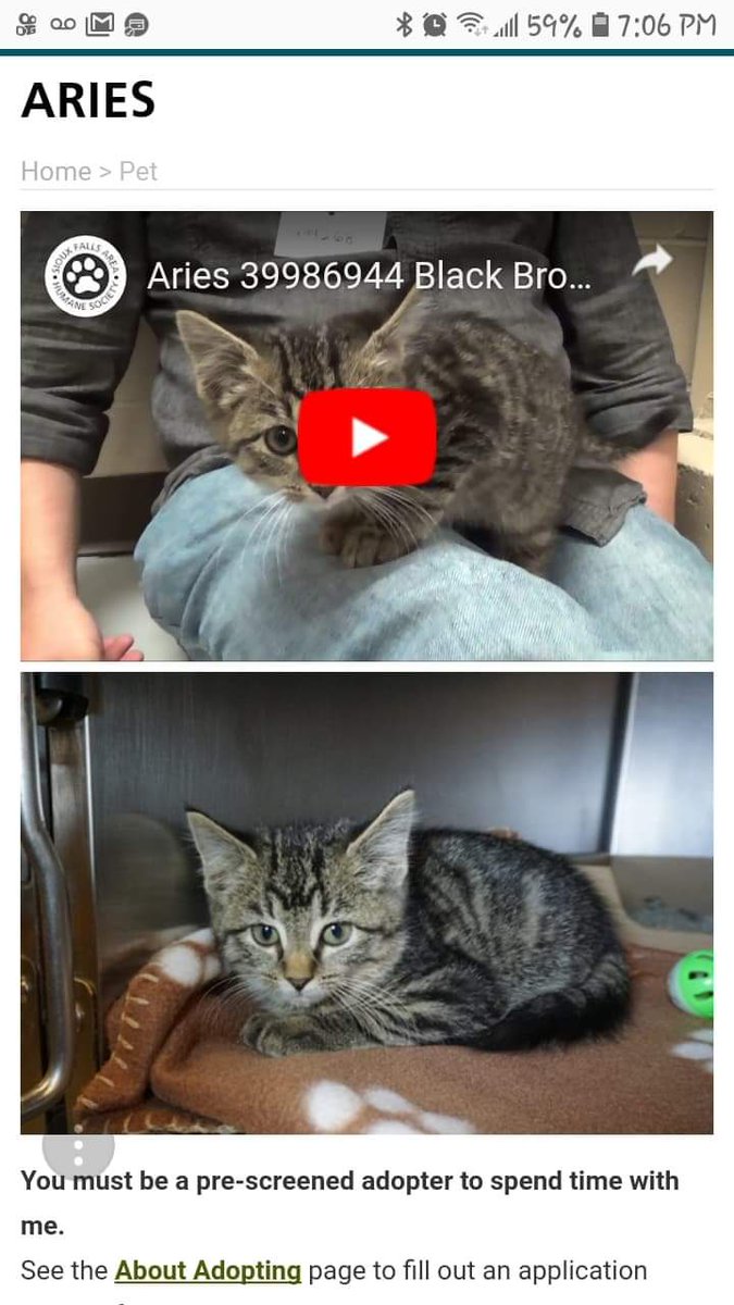 Foxeybliss's tweet photo. Look @juliensolomita, i found you the perfect cat! https://t.co/XznwonBM29