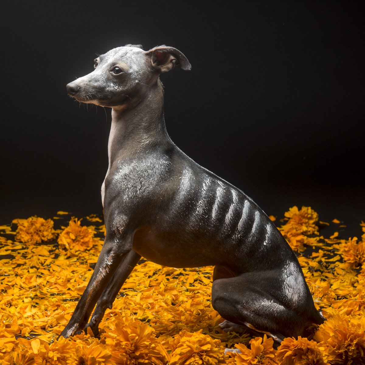 メキシコ大使館 古代メキシコではメキシコ原産で大昔から生息する犬 Xoloitzcuintle メキシカン ヘアレス ドッグ は 死者の魂を死者の世界mictlanへと導く案内役として考えられていました 死者の日 メキシコ 無形文化遺産 メキシコ大使館 古代メキシコではメキシコ原産で大昔から生息する犬 Xoloitzcuintle メキシカン ヘアレス ドッグ は 死者の魂を死者の世界mictlanへと導く案内役として考えられていました 死者の日 メキシコ 無形文化遺産