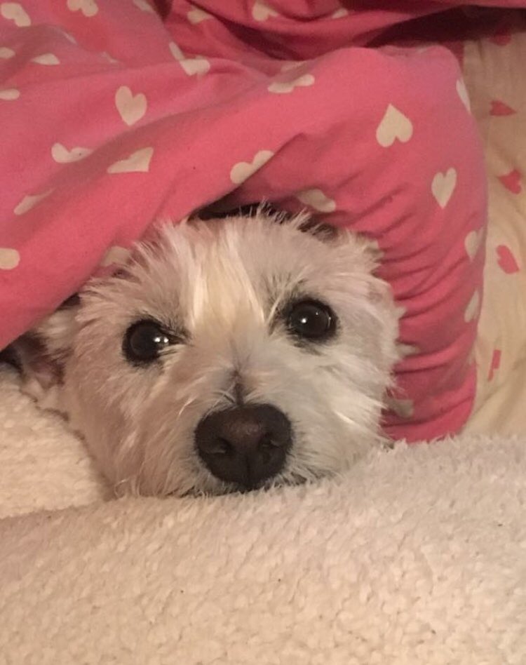 westietambo's tweet photo. Sweet dreams ❤️🐾🐾❤️ https://t.co/KY0QSVKv8I
