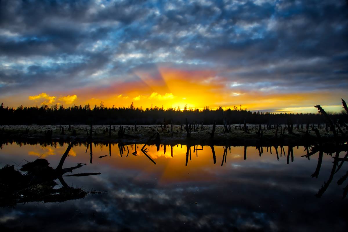Peepsqueak's tweet photo. Evening Rays at the Delkatla Wildlife Sanctuary
Guy Kimola 
https://t.co/vDxpmghxMd
#masset #haidagwaii 
| @hgtourism RT @MassetMayor https://t.co/rAe8fIa2Dg