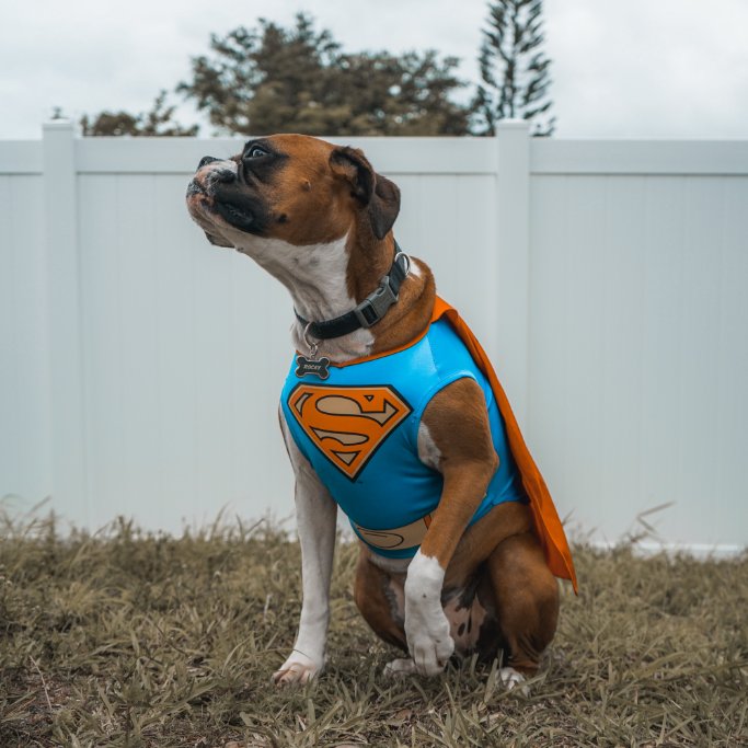 UpCart's tweet image. We can't believe #Halloween is almost over ― what's the best costume you saw today? (Dog or human) 

Tell us below! 👇