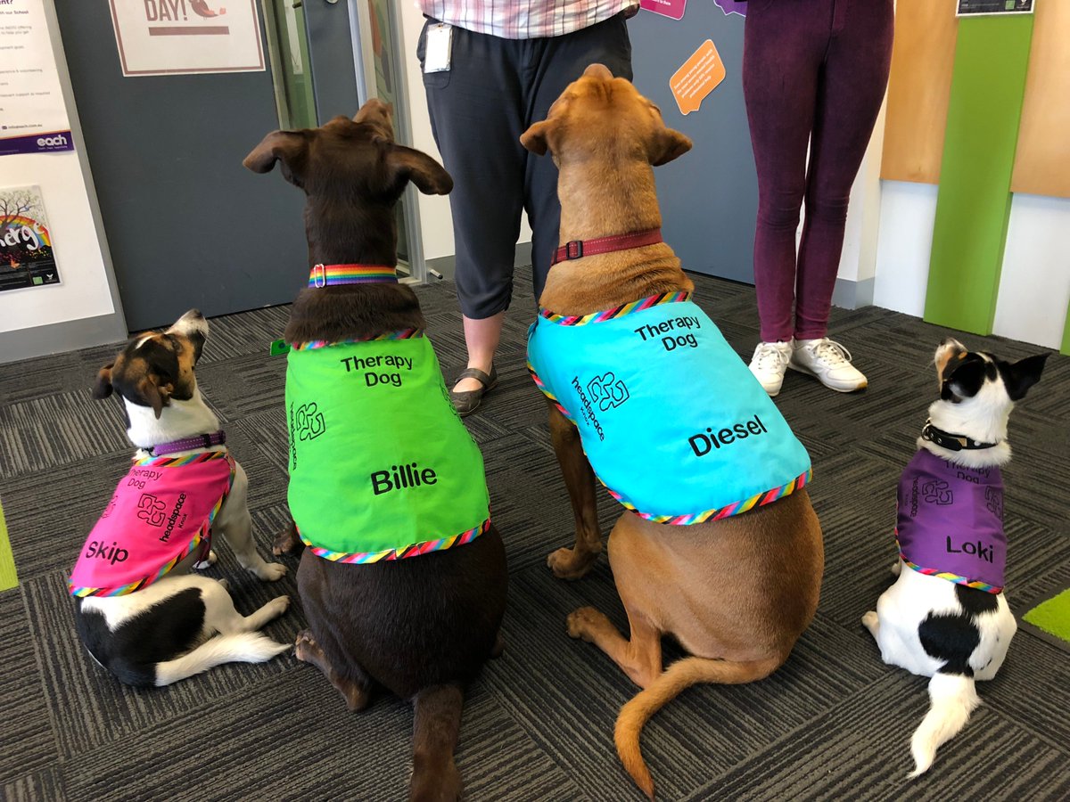 eachsch's tweet photo. Great having @TheTodayShow crew visit our @headspace_aus centre in Knox to do a story on their Paws for Thought group, which has therapy dogs that help with #Mentalhealth support 🐶💖 https://t.co/5ZKpxhF2Zz