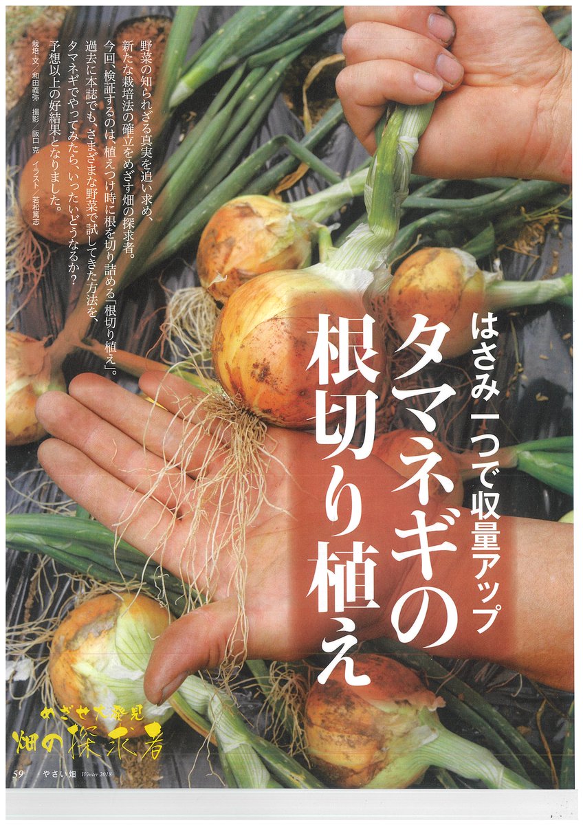 やさい畑編集部 連日の告知 恐れ入ります やさい畑 の最新号 18年冬号 は明日 11月２日発売です 昔の農家の栽培技術は 家庭菜園と相性抜群 ほか大きな玉になる タマネギの根切り植え や生育が見事に揃う ダイコンの紙筒栽培 など すぐ真似
