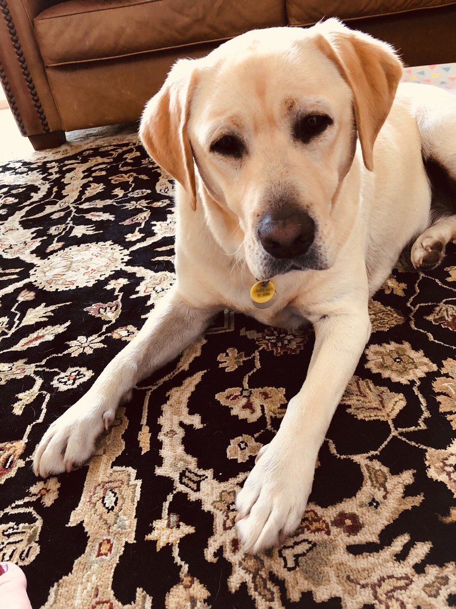 RivergumComms's tweet photo. @RivergumComms 's own #dayofdogs18  Roger, Bonnie and Becky🐾🐕 https://t.co/tPT3BJfjVf
