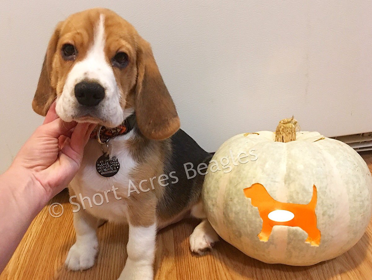 Happy Halloween from Short Acres Beagles! 🐶 🎃 #beagle #beaglesofinstagram #halloweenbeagle #beaglelife #shortacresbeagles