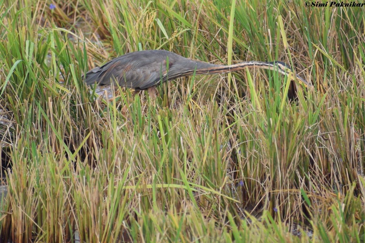 A purple heron craning its neck!!! #heron #purpleheron #bird #birdwatching #birdsofgoa #Goa #birdsofIndia @BirdLife_Asia @TourismGoa @birdcountindia @BirdWatchIndia @birdsofindia  @orientbirdclub @NatGeo