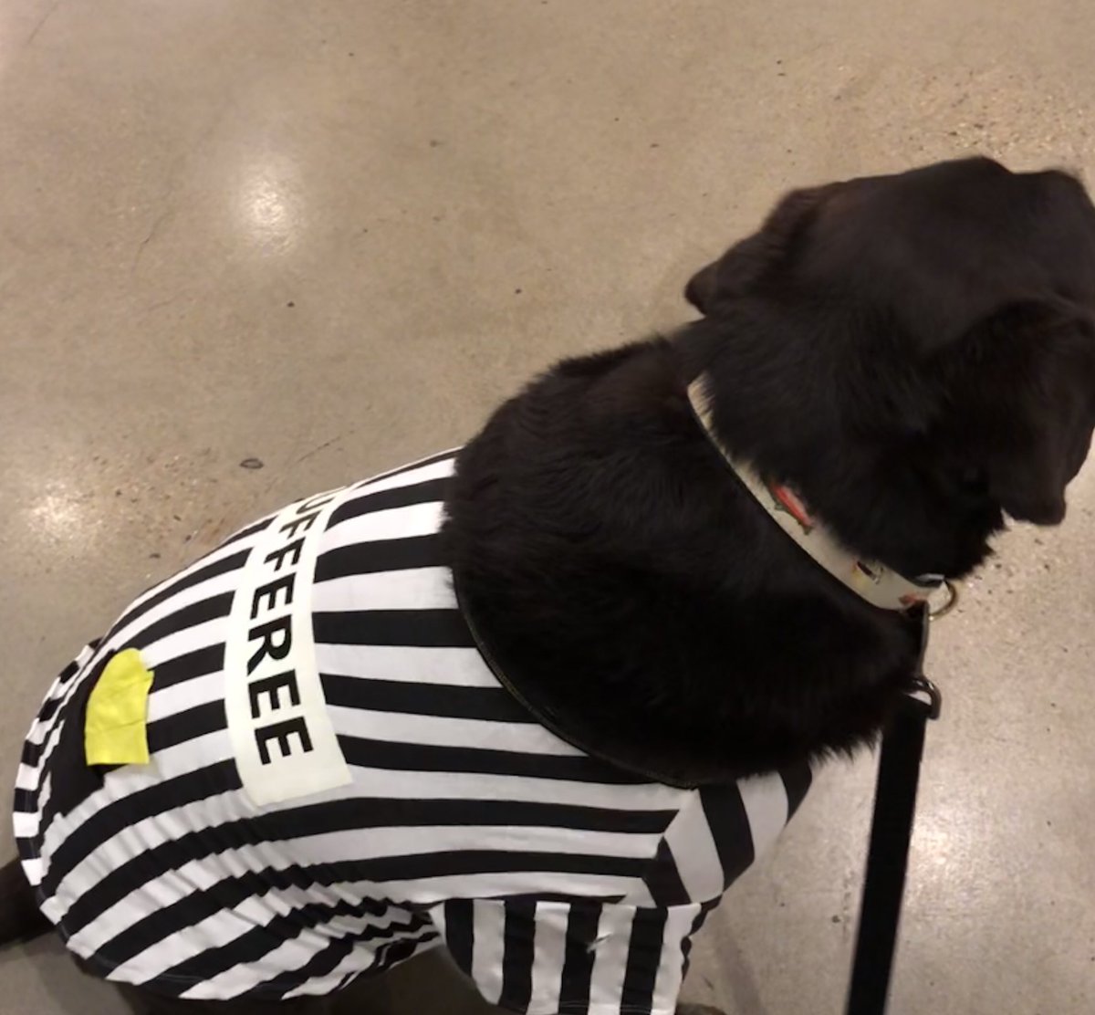speechteach7's tweet photo. My favorite “Rufferee”! Happy Halloween! 👻 🎃 https://t.co/pDbIIyOvF5