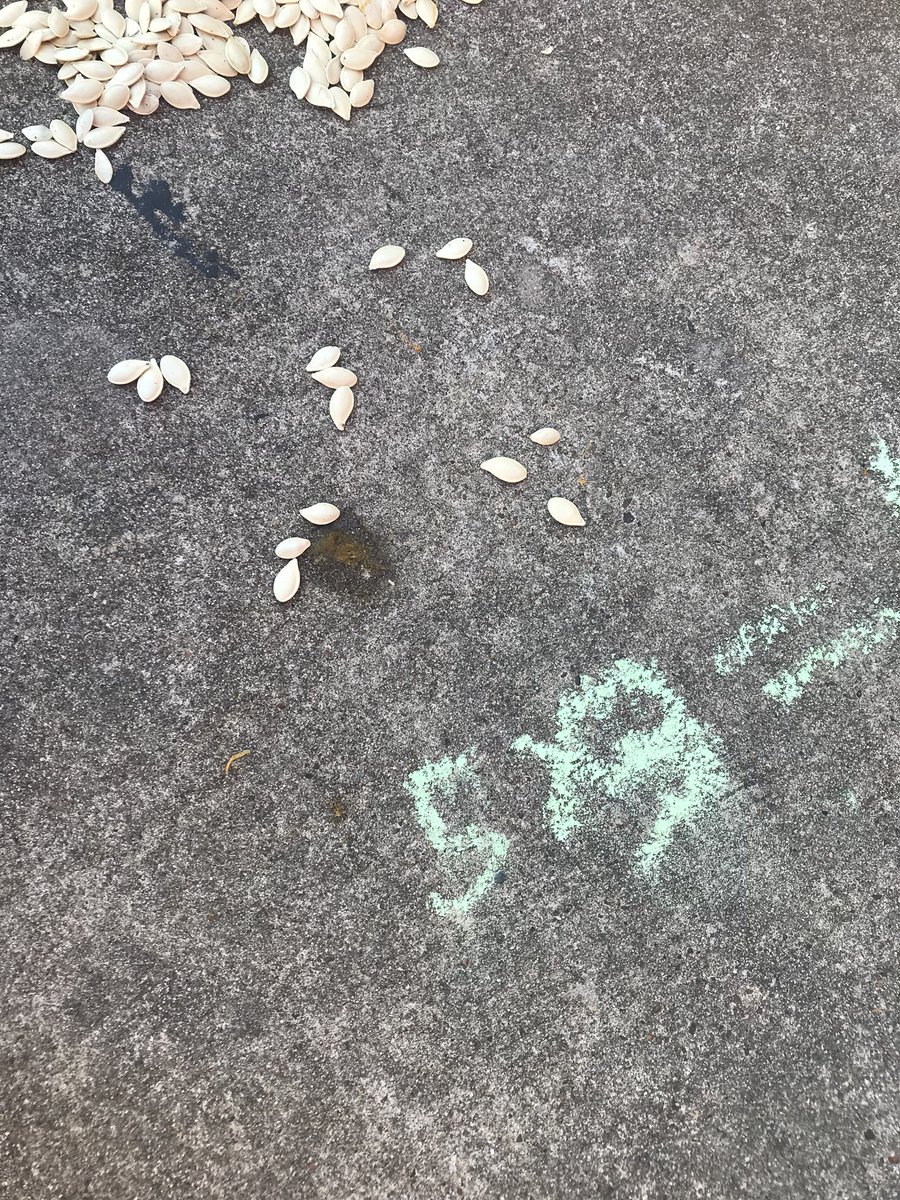 PhaedraJackson's tweet photo. Mrs. Lee’s and Mrs. Torres’ 3rd graders practicing multiplication and division by making arrays with pumpkin seeds!  @BarrettElemCISD @marygill13 https://t.co/OGqEMlA9Qp