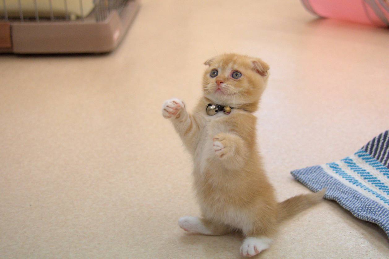 ユウ レガーレ スコティッシュベビーちゃん ホントにコロコロで可愛くなってきました 11月8日まで 飼い主様募集中です 8日まではレガーレに居ますよ スコティッシュフォールド立ち耳 スコティッシュフォールド折れ耳 スコティッシュ ベビー