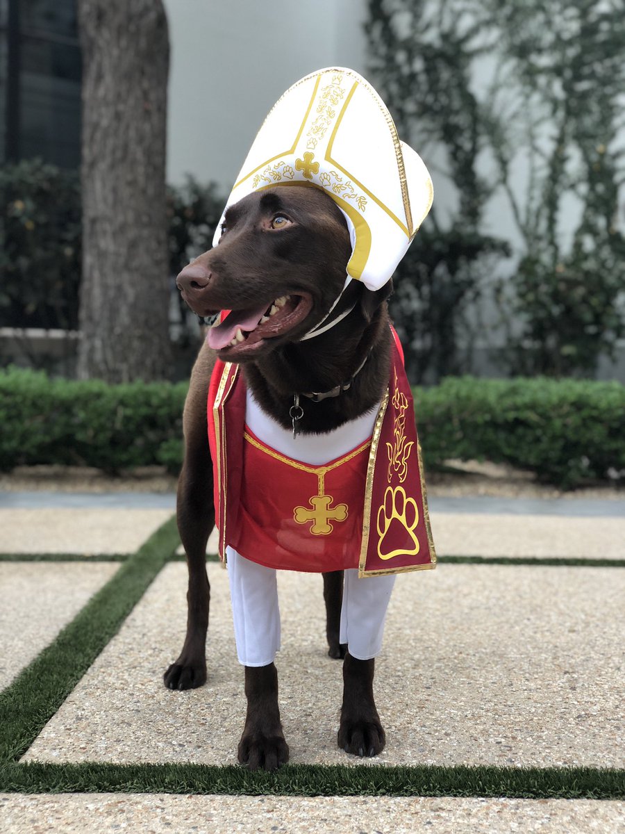 joshdotai's tweet image. Happy Halloween from Pope Francis (the dog) 🐶👻🎃