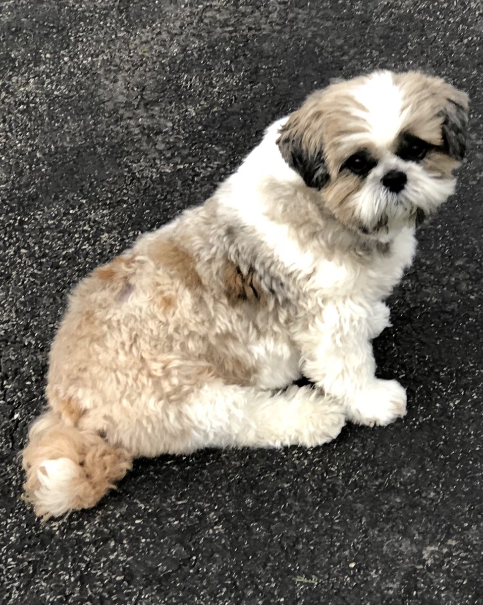 rocky mountain shih tzu