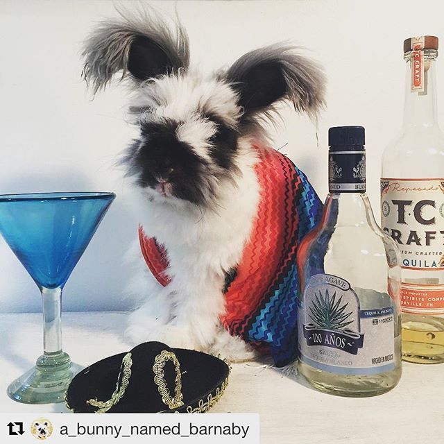 LPWoodward's tweet photo. Just Pinned to Siempre Tequila @siempre_tequila: #Repost @a_bunny_named_barnaby with @repostapp ・・・ It's 5 o'clock somewhere 🌮🍹How are YOU celebrating Cinco de Mayo ?? . . . . . #tennessee #animalsco #worldofcutepets #feature_do2 #petofthe… https://t.co/kfQSBVXVJW https://t.co/tBoUzacG0w