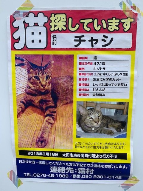 迷子の猫