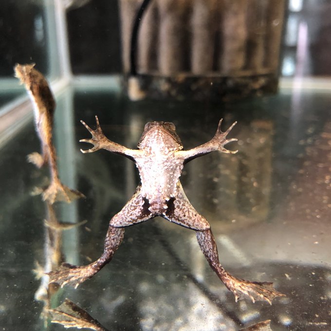 僕は死にましぇんのtwitterイラスト検索結果