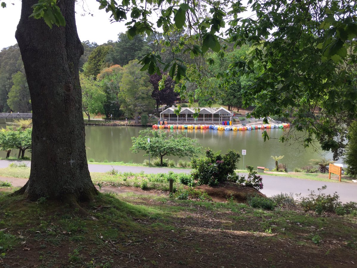 johnhen1981's tweet photo. Great journey on #puffingbilly today. Beautiful scenery, history and a few goats in trees! #tgc456 @geelongcollege https://t.co/qYVHXLWiGJ