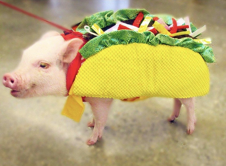 Pigs love Halloween.
