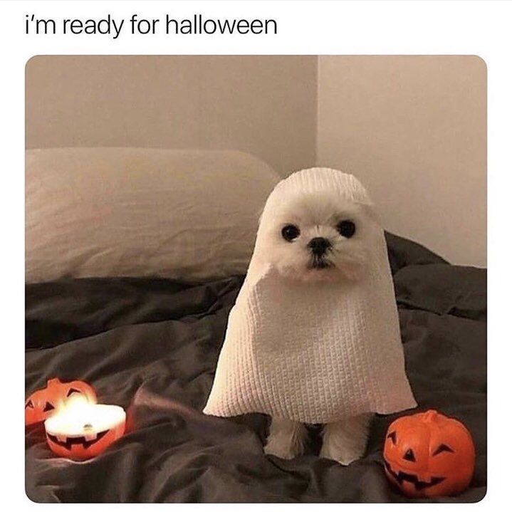 Happy Halloween!! 🎃💀🐼🦊🎉 Lets see all your costumes friends!! #halloweencostumes #halloween #dogs #dog #vegas #costume #doglover