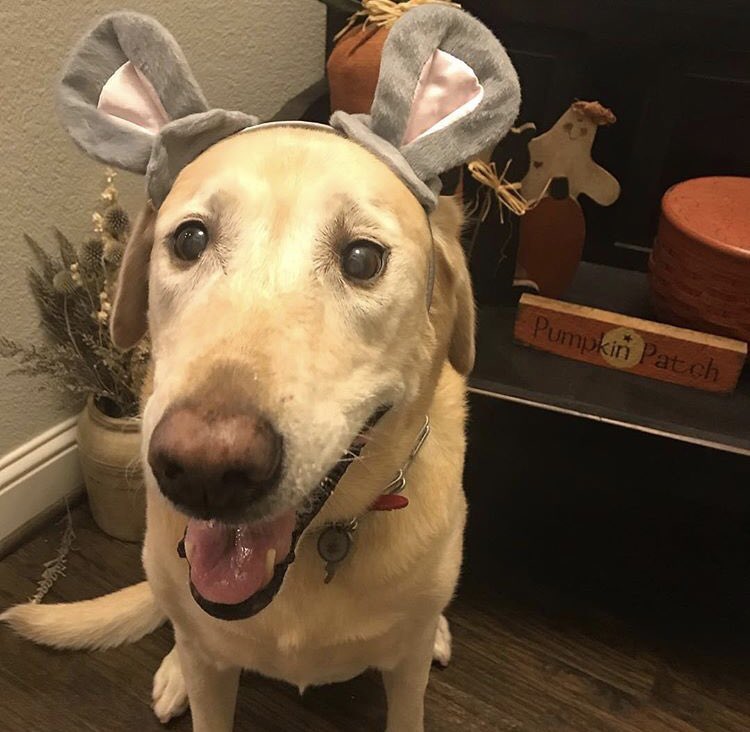 emily_baehner16's tweet photo. “I’m a mouse duh” https://t.co/DpRPj0GDtx
