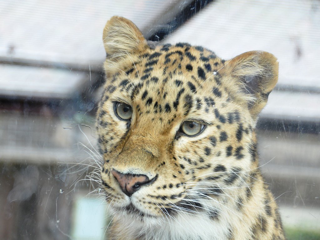 神戸市立王子動物園 公式 アムールヒョウ お母さんのポン 窓の外に気になるものがあるのでしょうか 素敵なお顔です 王子動物園 動物園 神戸市 アムールヒョウ 神戸市立王子動物園 公式 アムールヒョウ お母さんのポン 窓の外に気になるものがあるのでしょうか 素敵なお顔です 王子動物園 動物園 神戸市 アムールヒョウ