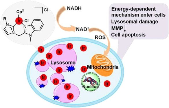 ACES_Journals's tweet image. Half-sandwich iridium(III) benzimidazole-appended imidazolium-based N-heterocyclic #carbene complexes display good #antitumor activity doi.wiley.com/10.1002/asia.2…
