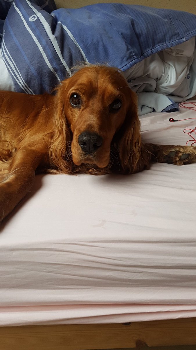 Prettyophelie's tweet photo. J'ai une chance infinie de t'avoir près de moi depuis bientôt 3 ans. Même si des fois tu es têtu et capricieux, tu restes mon bébé minou. Malabar #Amonami #plusquunchien https://t.co/GrMKTrGqyw