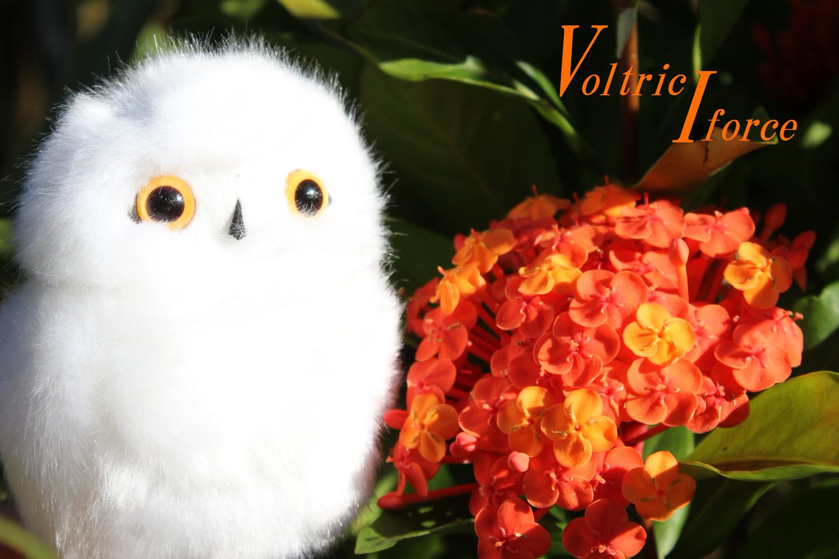 Vtifカスタマイズ シロフクロウ君と写す ついたちのお花 11月は難しい 花梨とかアケビとか 11月のついたちは私の身近に無いお花ばかり 蕎麦の花も探しているのになぁ 8月26日撮影 11月1日 誕生花の一つ ブバルディア 花言葉の中から 夢 清楚 幸福 Vtifカスタマイズ シロフクロウ君と写す ついたちのお花 11月は難しい 花梨とかアケビとか 11月のついたちは私の身近に無いお花ばかり 蕎麦の花も探しているのになぁ 8月26日撮影 11月1日 誕生花の一つ ブバルディア 花言葉の中から 夢 清楚 幸福