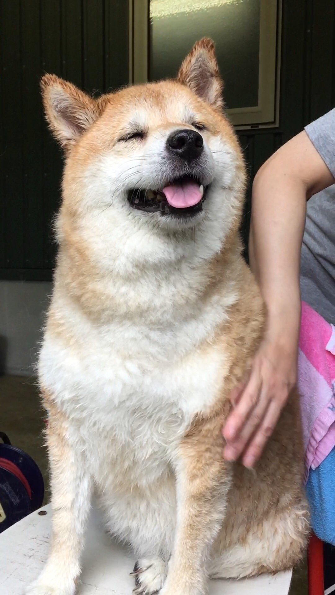 コマツソウイチ 犬の日 なんでうちの犬たちを T Co Dbvmvdotbu Twitter