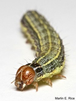 ippcnews's tweet photo. #NowReading First conference of new global research alliance to establish practical field solutions against Fall Armyworm https://t.co/yOrqjNv2sV via #IAPPS
#PlantHealth 🌿 #FAW https://t.co/Y8NB7gYOAD