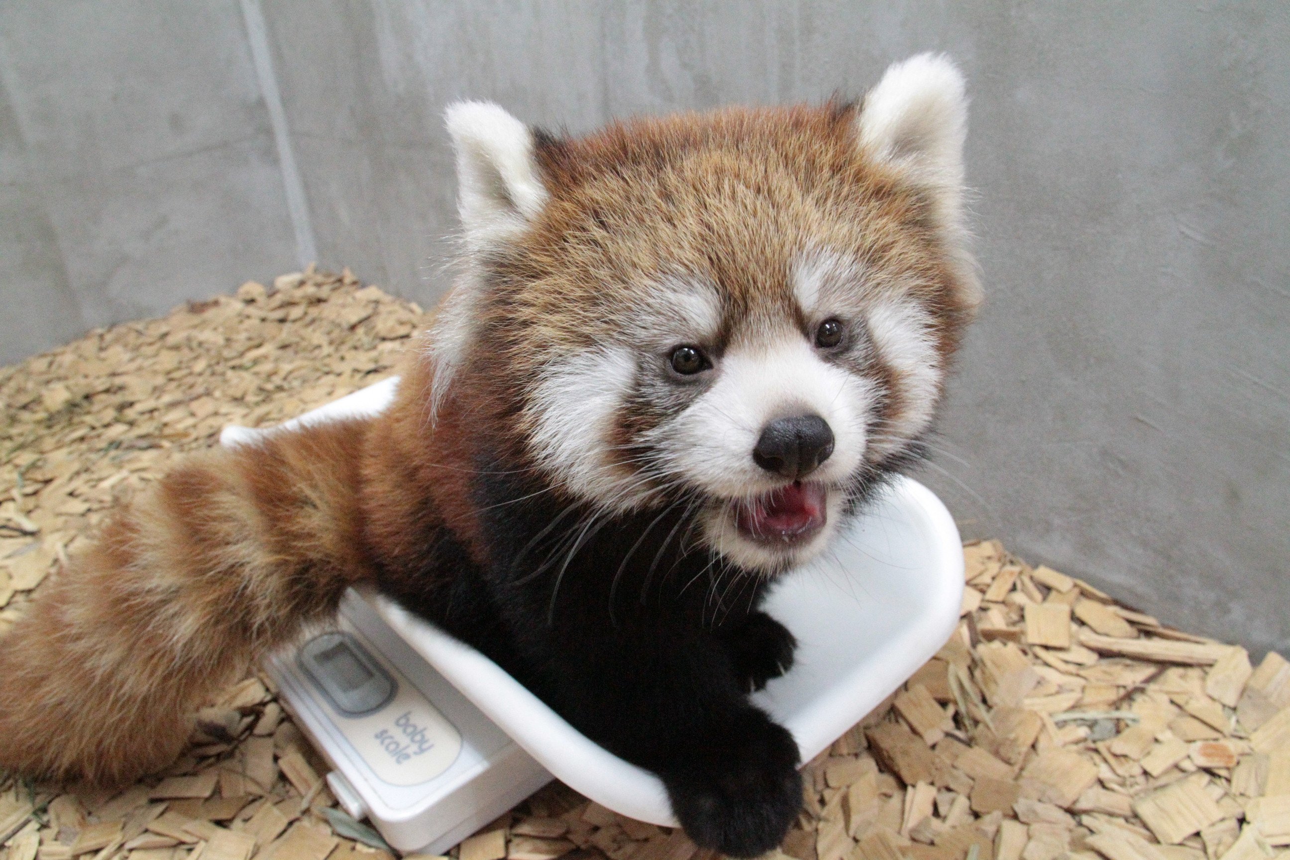 静岡市立日本平動物園 レッサーパンダの赤ちゃん情報 メスの赤ちゃんは 自ら体重計に乗ってくれるようになりました もう余裕の表情です オスの赤ちゃんは 体重計に興味はあるけどまだ怖いらしく 威嚇のポーズを取ったり 前肢でパンチを繰り出し