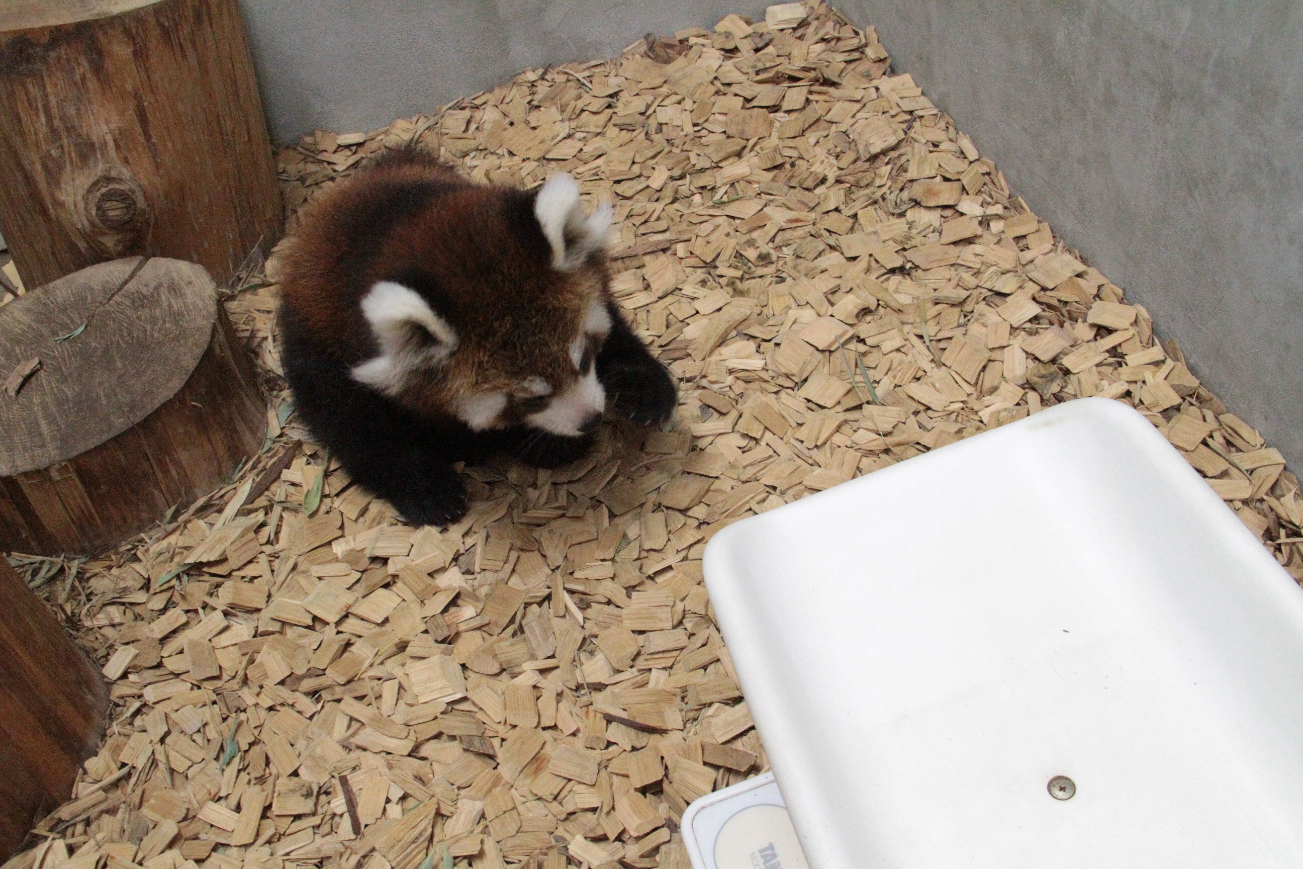 静岡市立日本平動物園 レッサーパンダの赤ちゃん情報 メスの赤ちゃんは 自ら体重計に乗ってくれるようになりました もう余裕の表情です オスの赤ちゃんは 体重計に興味はあるけどまだ怖いらしく 威嚇のポーズを取ったり 前肢でパンチを繰り出し