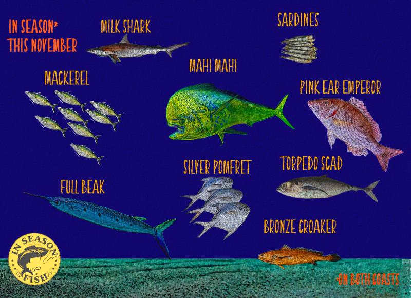 Here's the InSeason Fish guide to seafood this November! If you are not sure which coast your seafood is coming from, choose from this set of species! Stay tuned for more options along each coast.

#AskForInSeasonFish #InSeasonFish