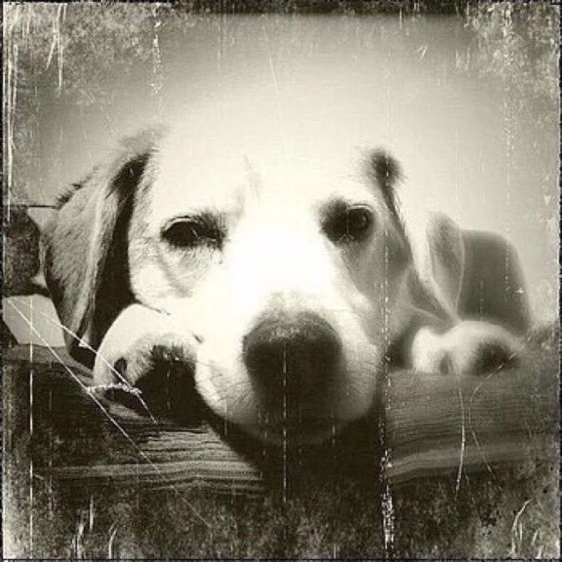 If I was granted one wish, it would be that my best friend could live forever.  #dogs #dogsarefamily