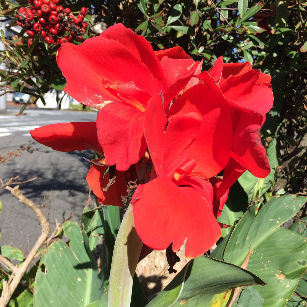 Masashi Twitterren 赤いカンナ A Red Canna カンナ 赤いカンナ 花 赤い花 秋 10月 晴れ 日差し 11月 Canna Redcanna Flower Redflower Fall Autumn October November Sunny Sunshine Fleur Blume Roteblume Herbst Oktober Sonnig