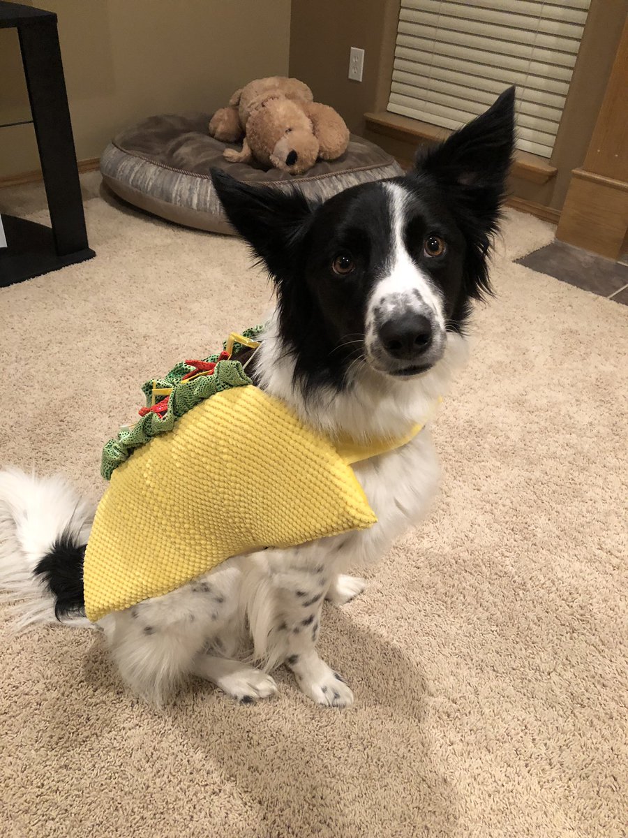 Sudssyy's tweet photo. Dressed these two puppers up 🌮🥡#cutestdogsever https://t.co/8kpiC0WIvP